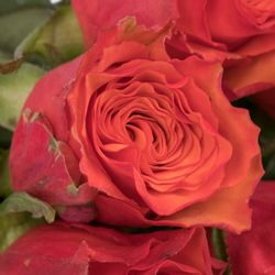 Rose orange Devoted 60cm