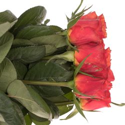 Rose orange Devoted 60cm
