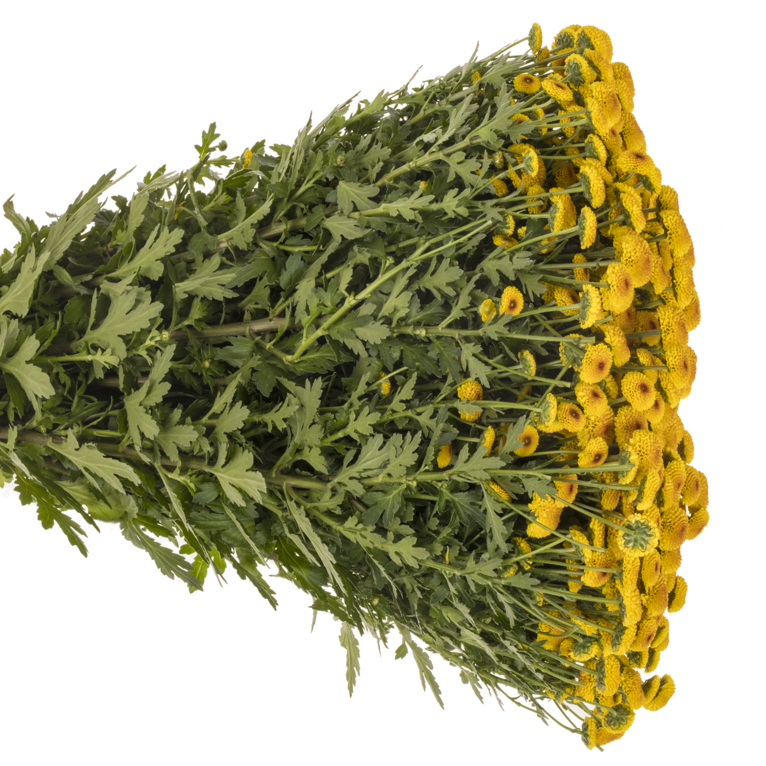 Santini d. gelb-d. orange Lambo Sunrise 1000 Gramm 55cm