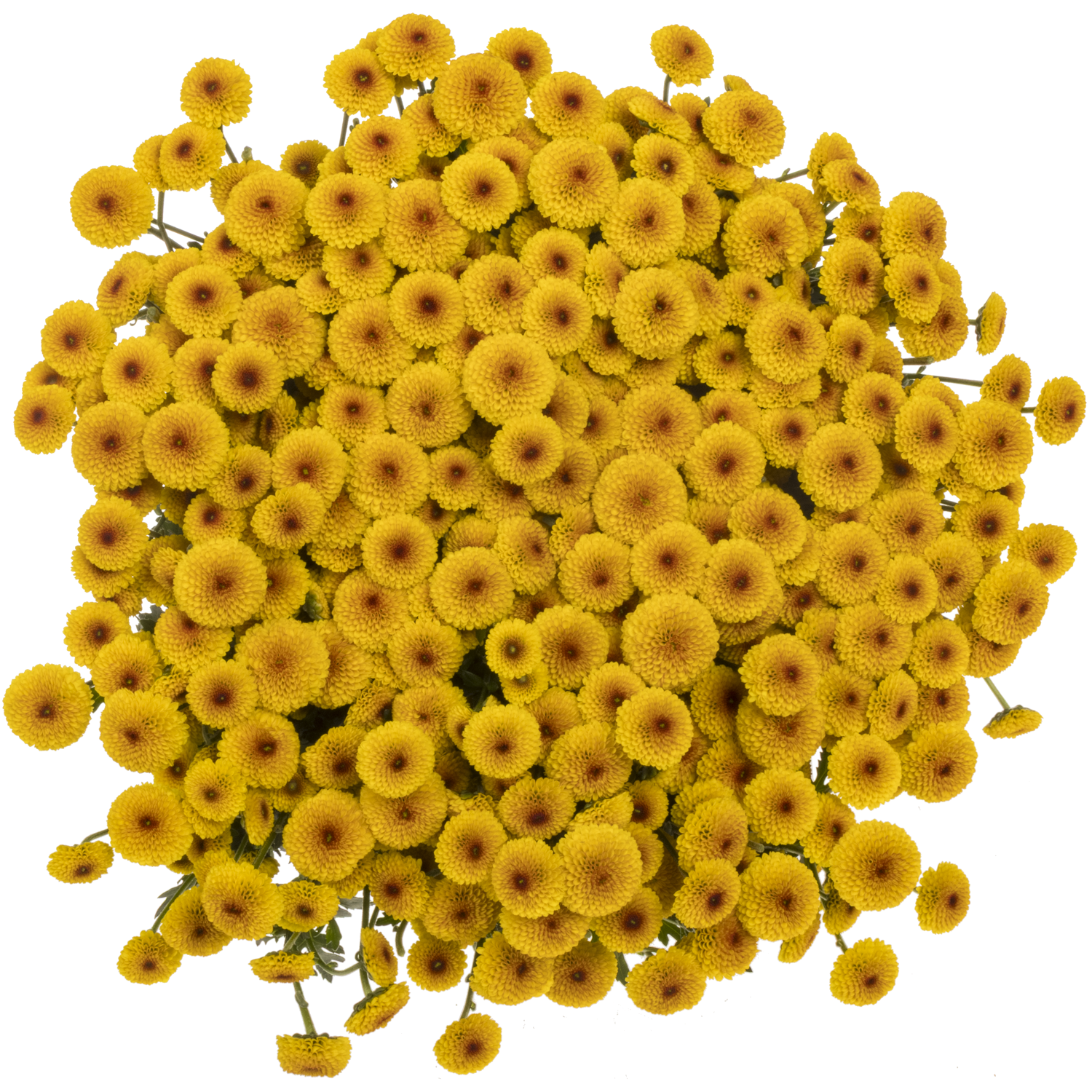 Santini d. gelb-d. orange Lambo Sunrise 1000 Gramm 55cm