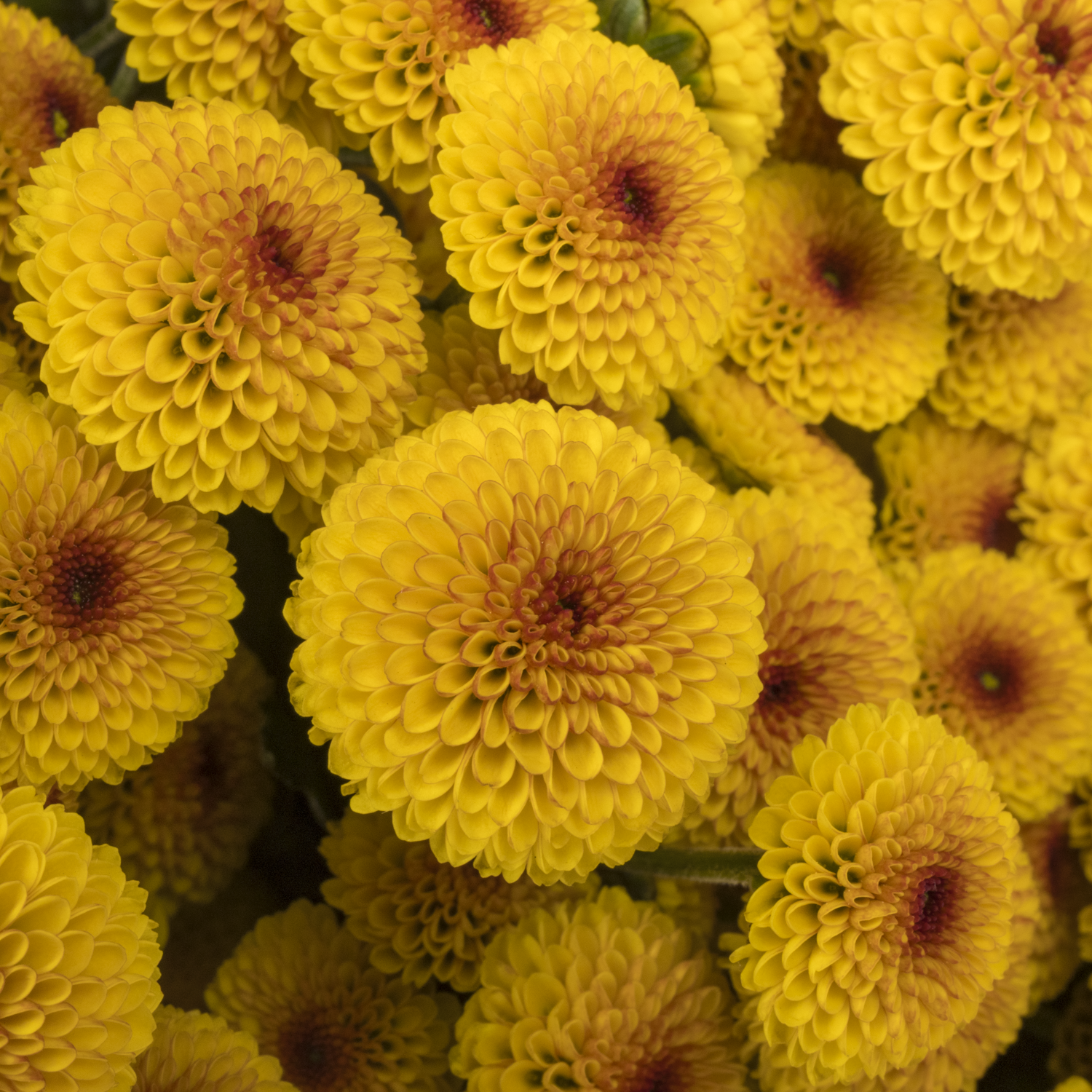 Santini d. gelb-d. orange Lambo Sunrise 1000 Gramm 55cm