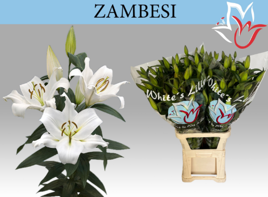 Lilie orientalisch weiss Zambesi extra 5+Blüte 90cm
