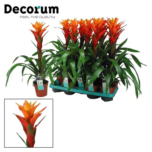 Guzmania orange Variada T13 H60
