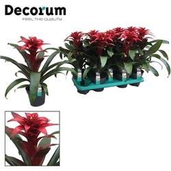 Guzmania rot Salinas T13 H40