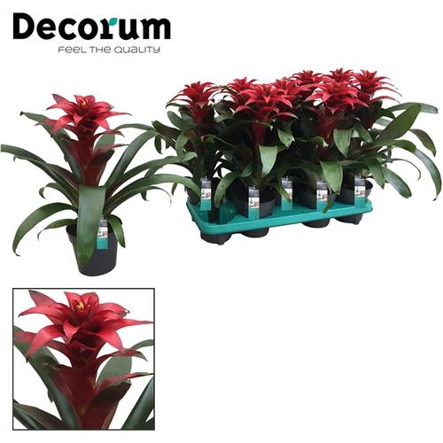 Guzmania rot Salinas T13 H40