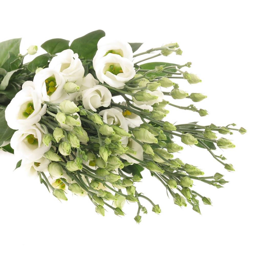 Lisianthus weiss Piccolo Einfach 5+Bl.70cm