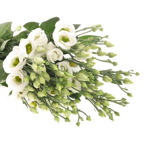 Lisianthus weiss Piccolo Einfach 5+Bl.70cm