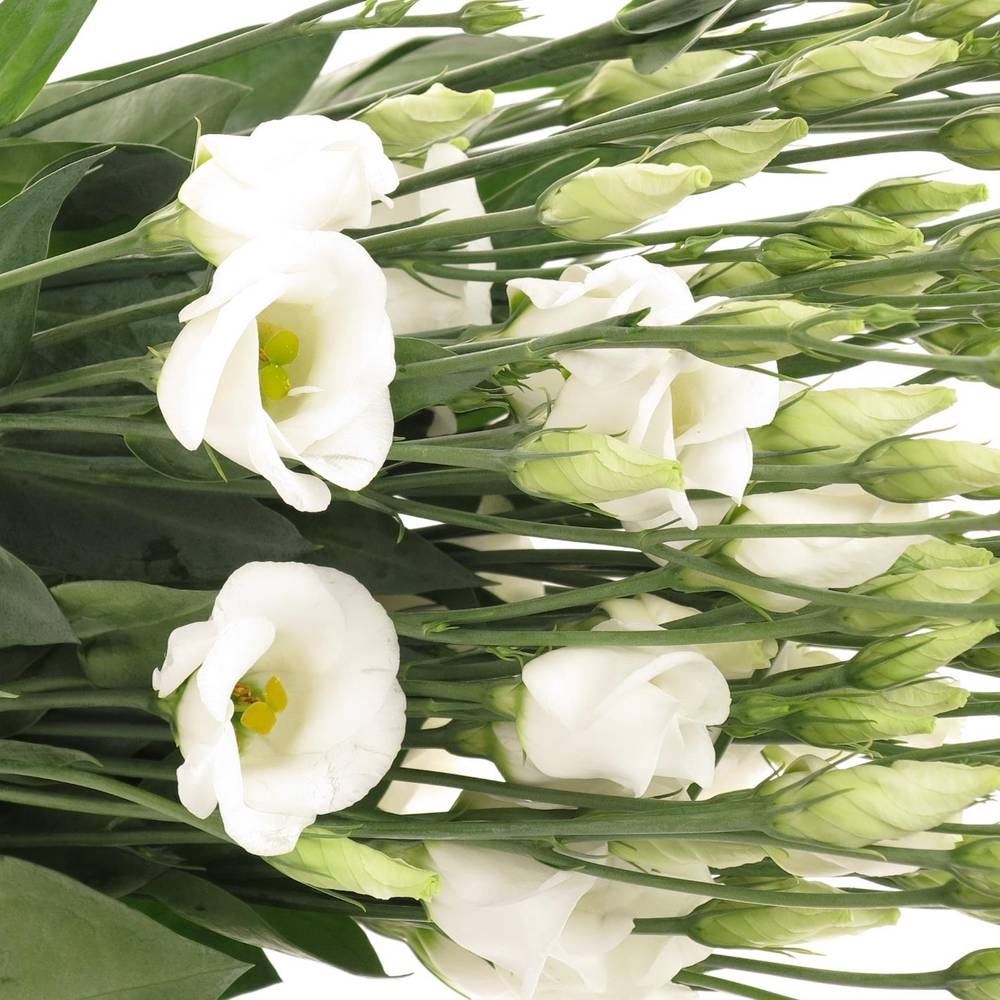 Lisianthus weiss Piccolo Einfach 5+Bl.70cm