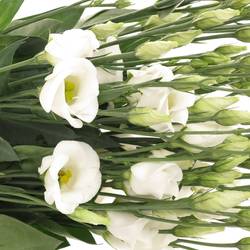 Lisianthus weiss Piccolo Einfach 5+Bl.70cm