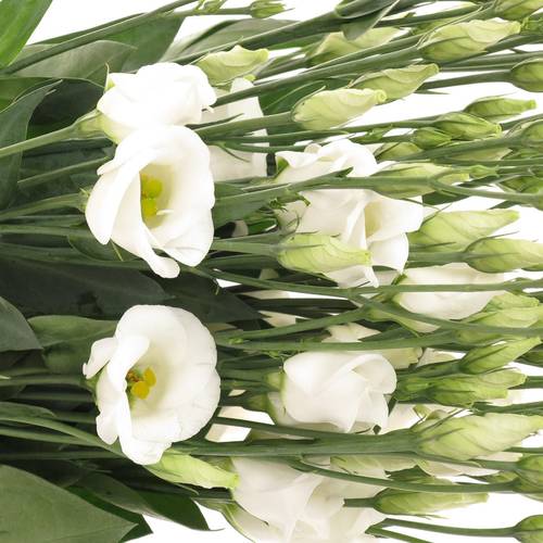 Lisianthus weiss Piccolo Einfach 5+Bl.70cm