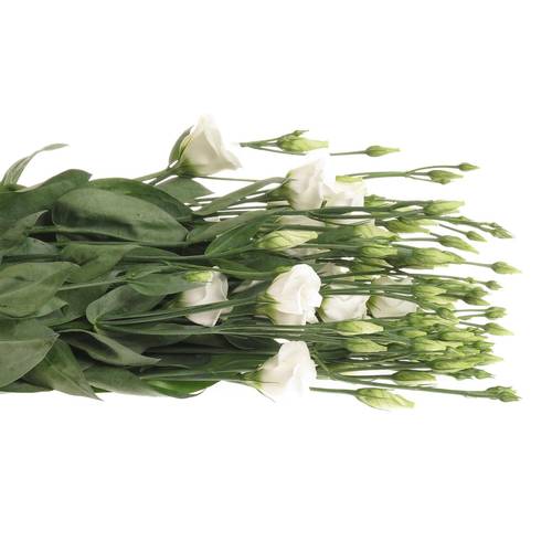 Lisianthus weiss Piccolo Einfach 5+Bl.70cm