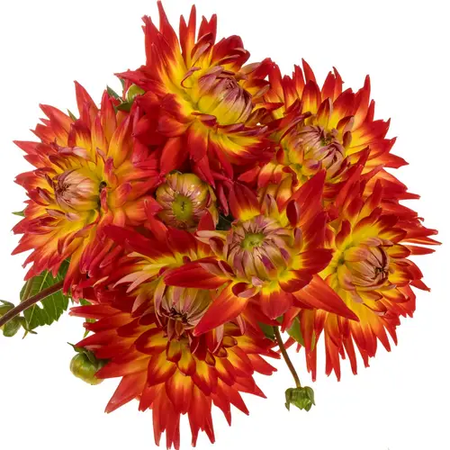 Dahlia dunkelorange/gelb Bon Bini 48cm