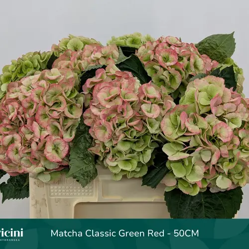 Hortensie grün/rot Elbtal classic Bol 16cm 40cm