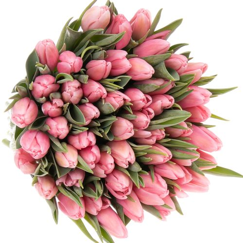 Tulpe rosa Matchmaker 36 Gramm