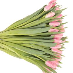 Tulpe rosa Matchmaker 36 Gramm