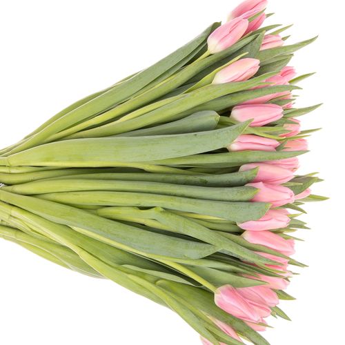 Tulpe rosa Matchmaker 36 Gramm