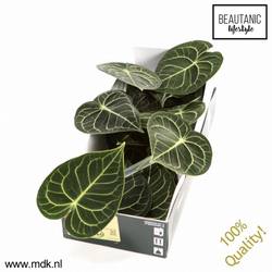Anthurium Blatt grün Clarinervium 12cm