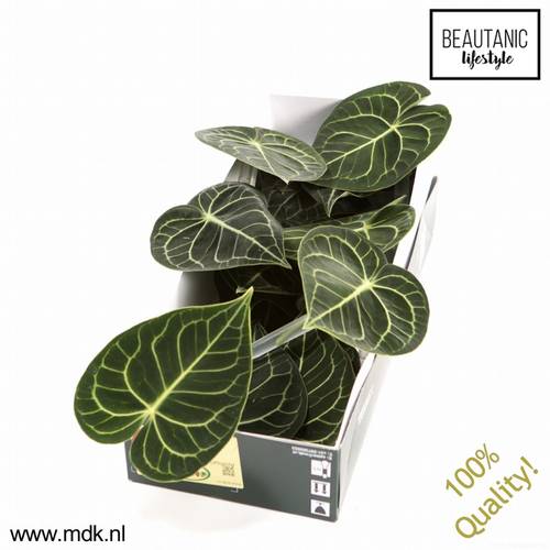Anthurium Blatt grün Clarinervium 12cm
