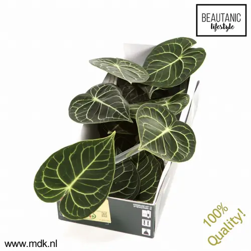 Anthurium Blatt grün Clarinervium 12cm