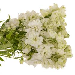 Delphinium weiss alaska 50cm