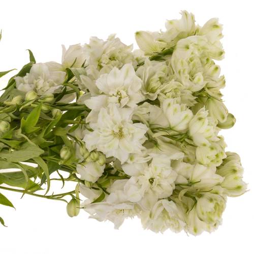 Delphinium weiss alaska 50cm