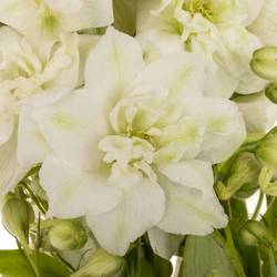 Delphinium weiss alaska 50cm