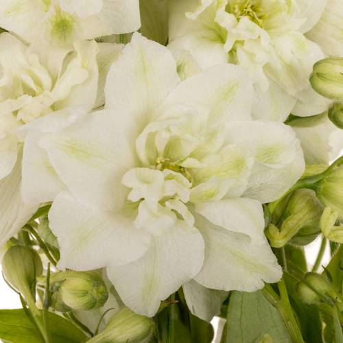 Delphinium weiss alaska 50cm