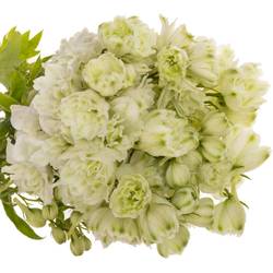 Delphinium weiss alaska 50cm