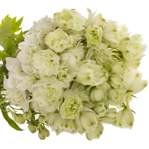 Delphinium weiss alaska 50cm