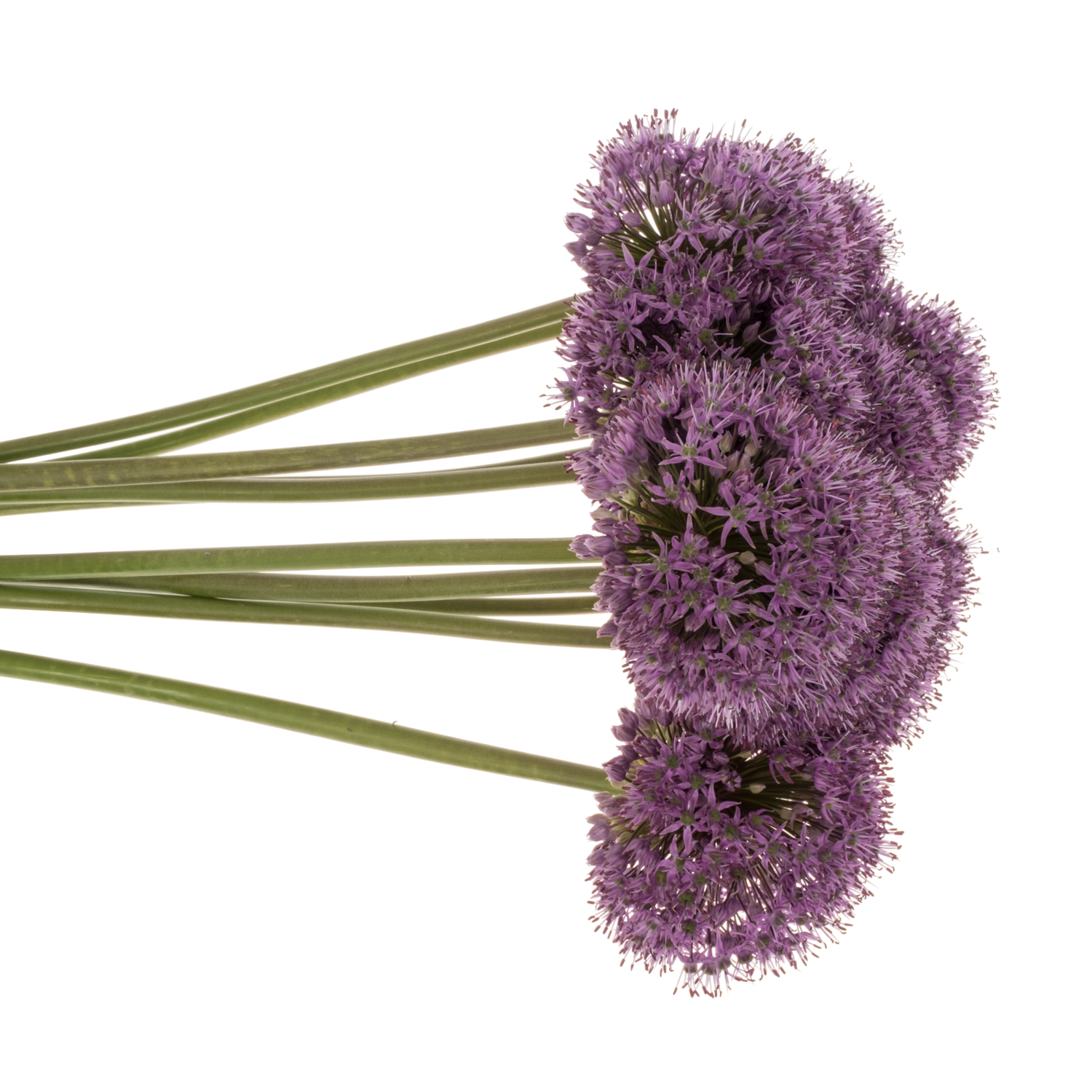 Allium lila Statos 85cm