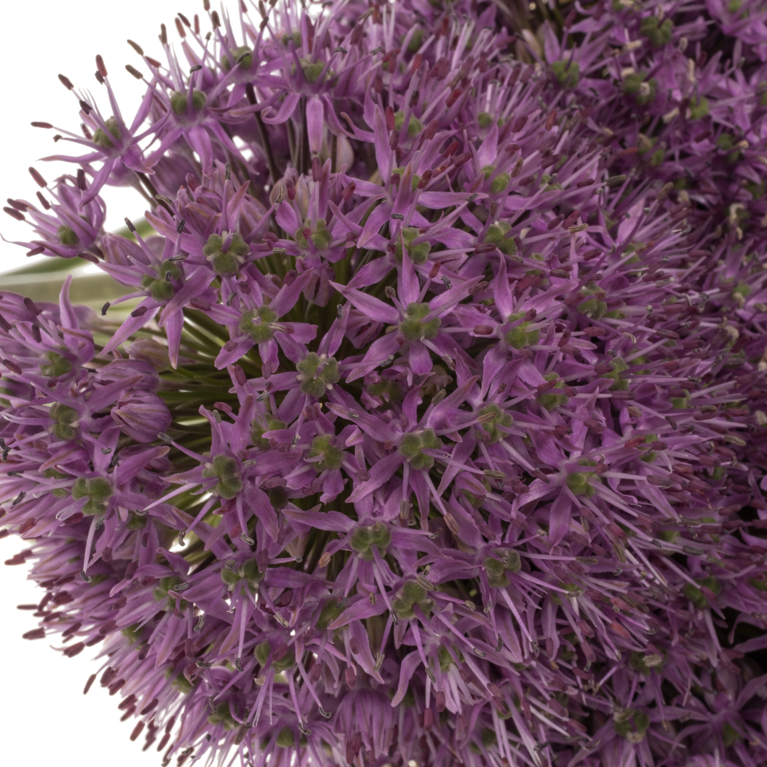 Allium lila Statos 85cm