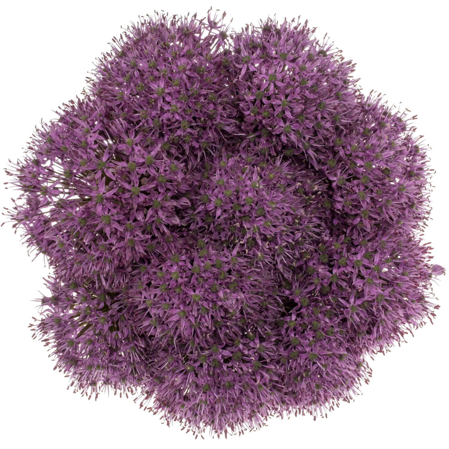 Allium lila Statos 85cm