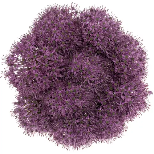 Allium lila Statos 85cm