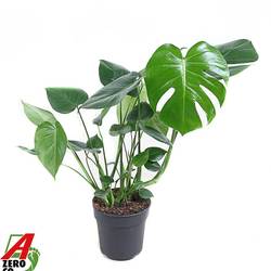 Monstera Delic Strauss T19 H70