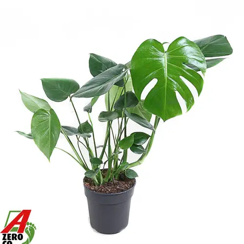 Monstera Delic Strauss T19 H70