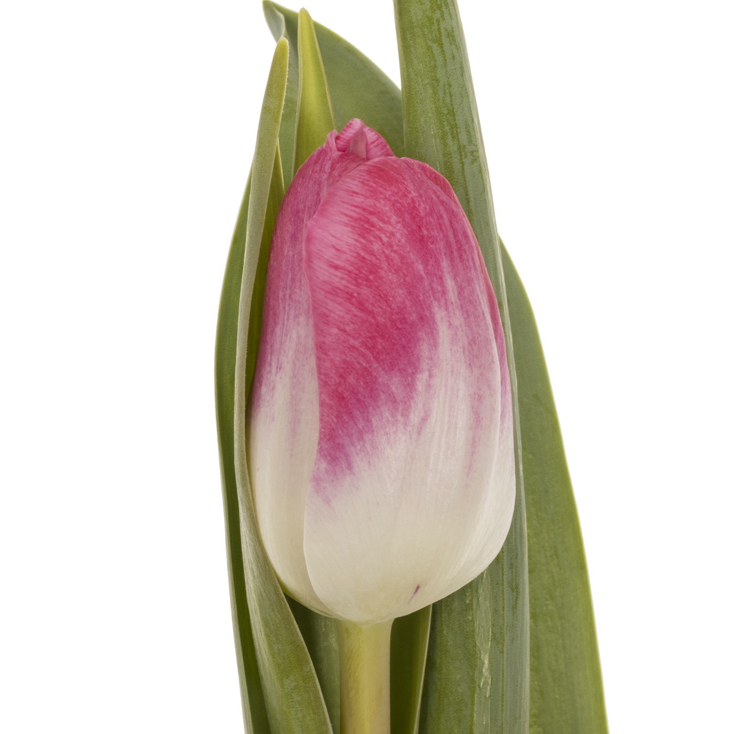 Tulpe pink Stone 36 Gramm