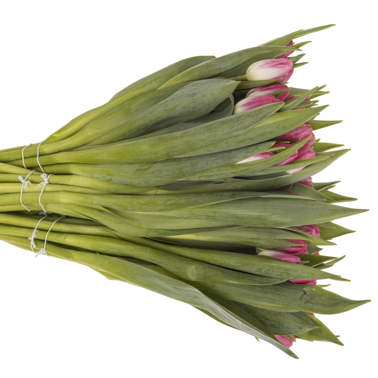 Tulpe pink Stone 36 Gramm