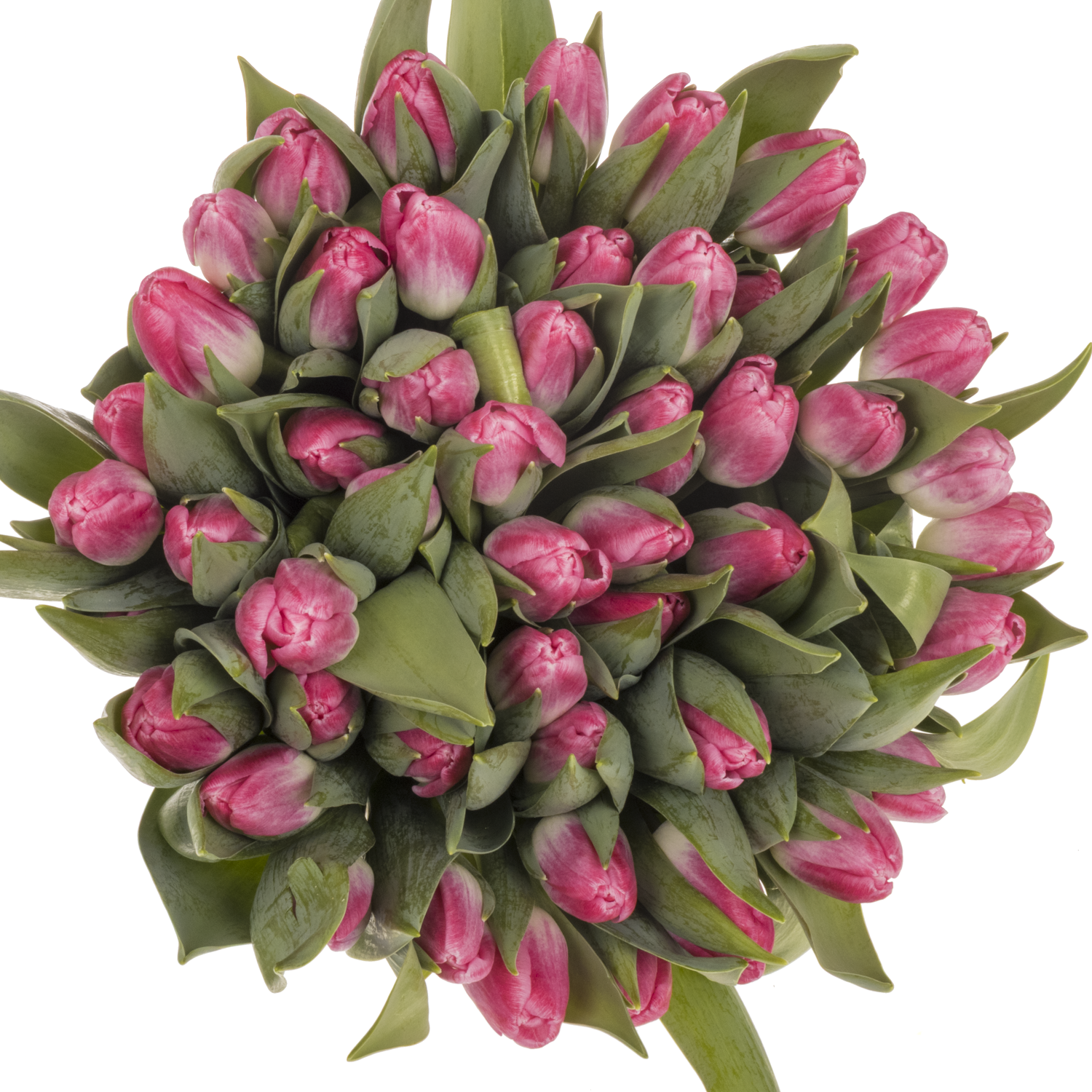 Tulpe pink Stone 36 Gramm