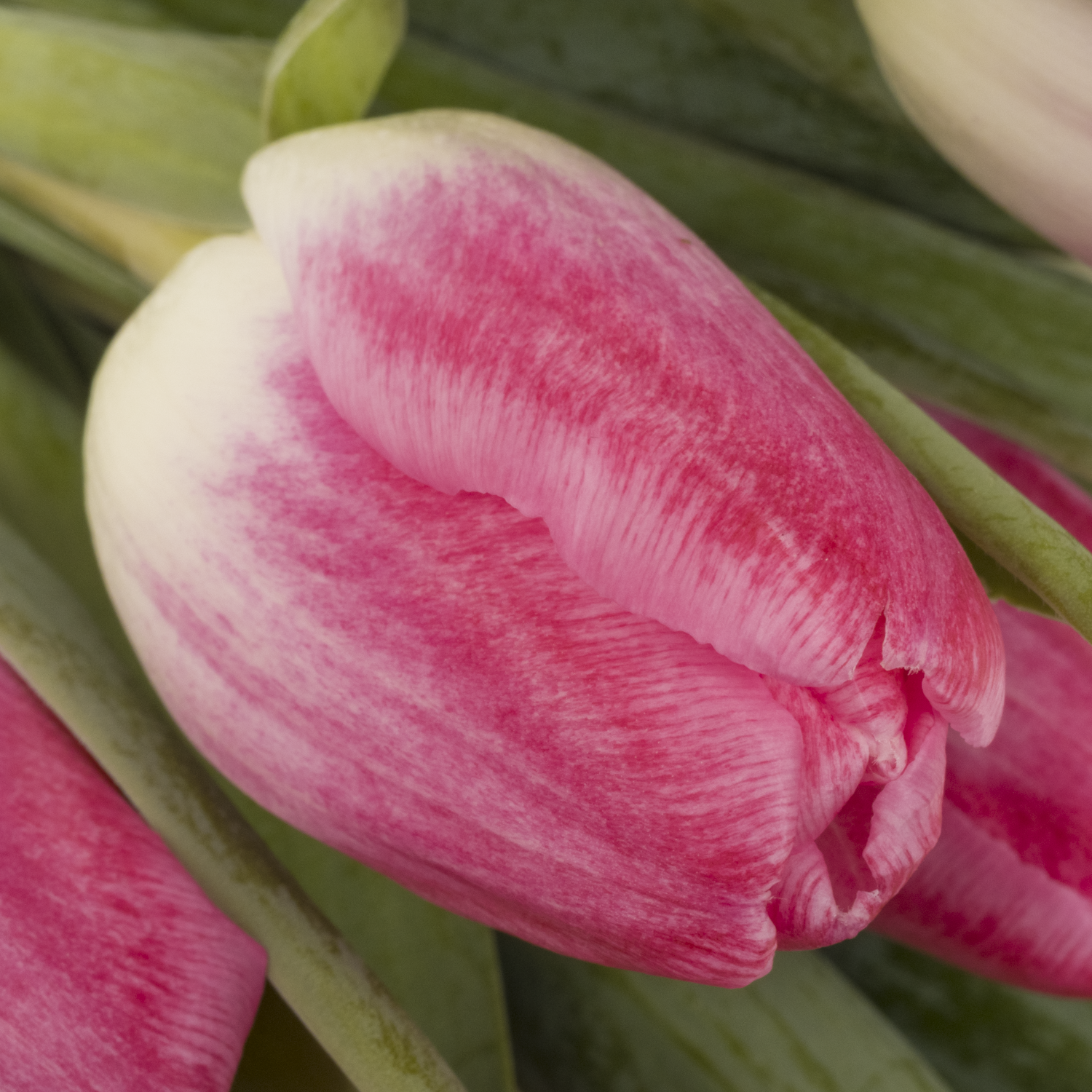 Tulpe pink Stone 36 Gramm