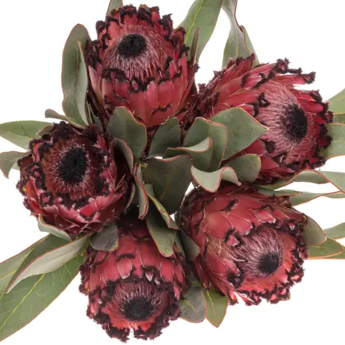 Protea rosa Ruby Princess 35cm