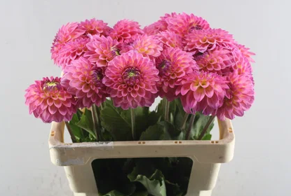 Dahlia rosa/lach Barbados 55cm