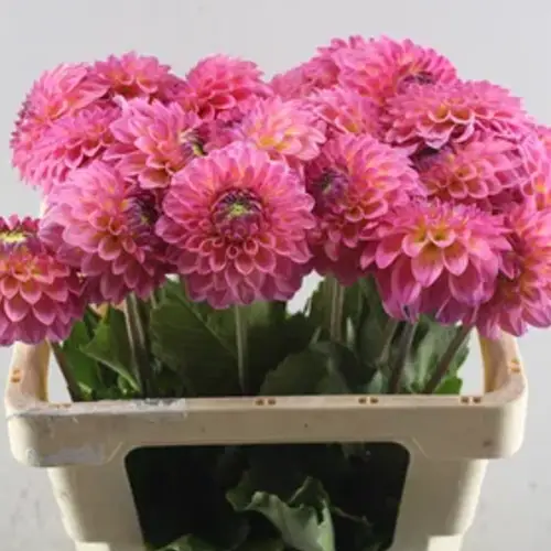 Dahlia rosa/lach Barbados 55cm
