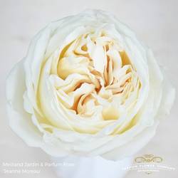 Rose weiss Jeanne Moreau 50cm duftend