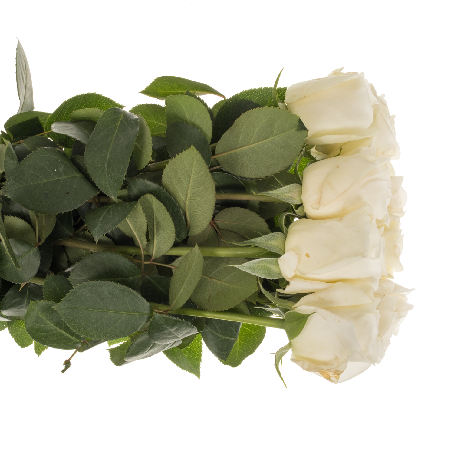 Rose weiss Meiland Jeanne Moreau duftend 50cm