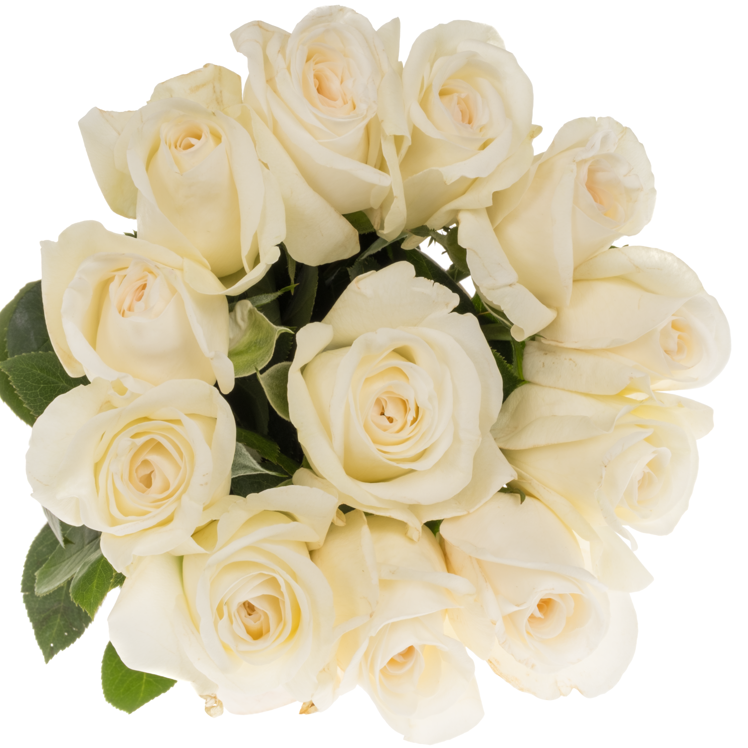 Rose weiss Meiland Jeanne Moreau duftend 50cm
