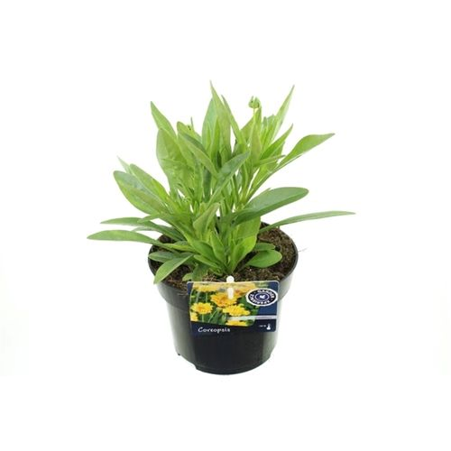 Cereopsis Sunris T13 H30