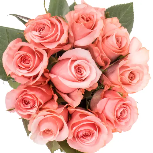 Rose rosa Be Sweet (Ec) 70cm X10