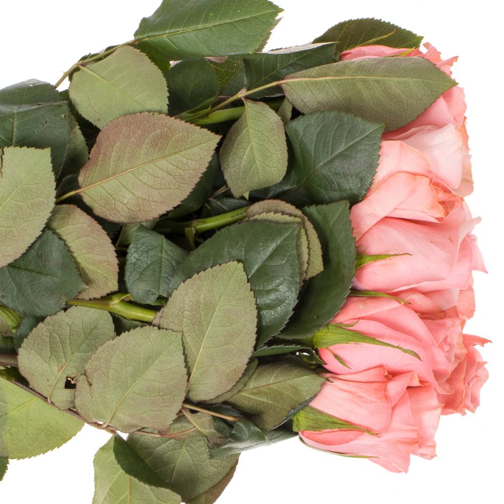 Rose rosa Be Sweet (Ec) 70cm X10