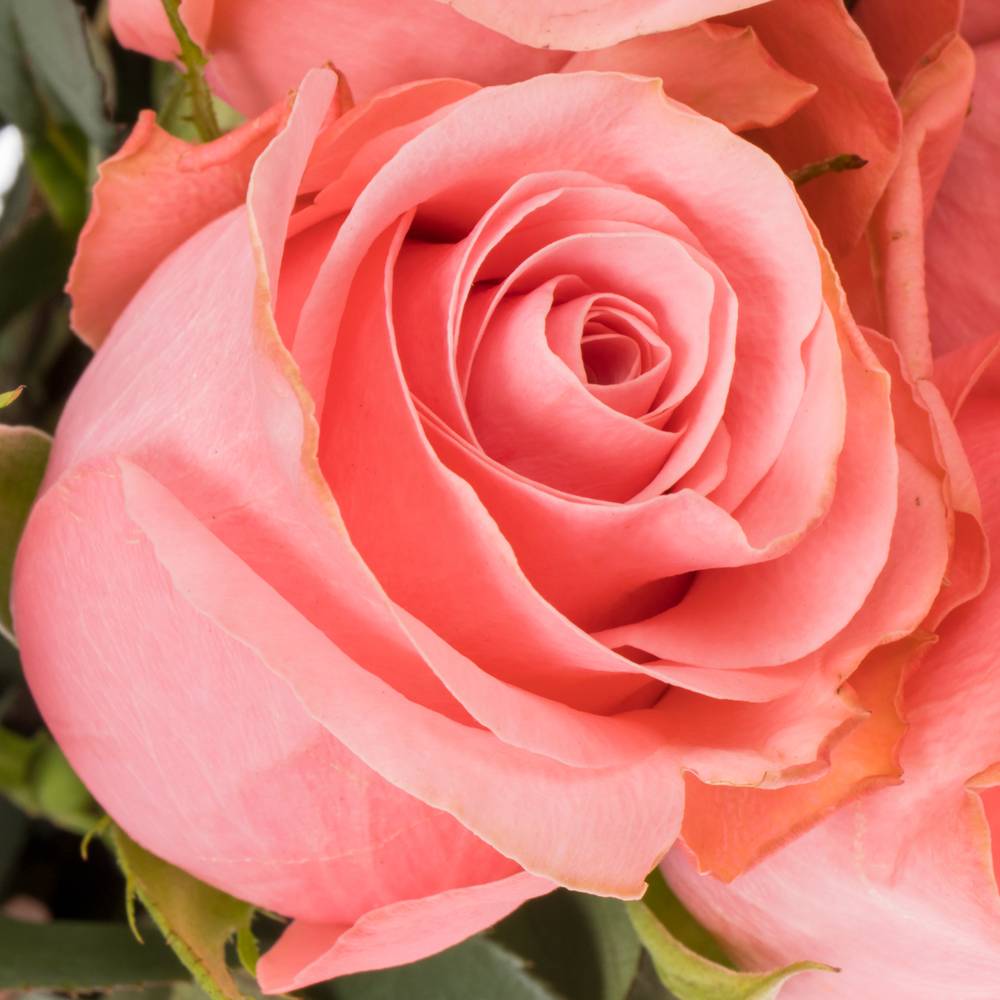 Rose rosa Be Sweet (Ec) 70cm X10