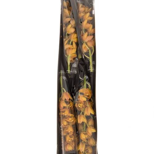 Mini Cymbidium orange Beauty 12+Blüte 60cm